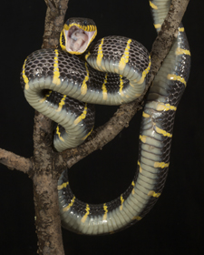 snake